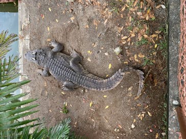 熱川バナナワニ園に投稿された画像（2022/8/14）