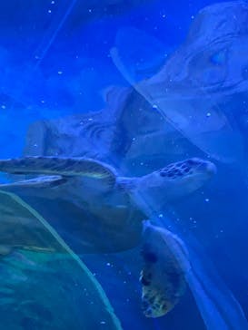 しながわ水族館に投稿された画像（2022/8/14）