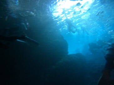 青の洞窟専門店　沖縄ダイビングショップ和に投稿された画像（2022/8/14）