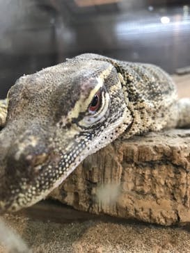 体感型動物園iZooに投稿された画像（2022/8/14）