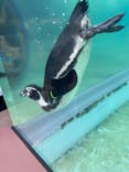 アクアワールド茨城県大洗水族館に投稿された画像（2022/8/14）
