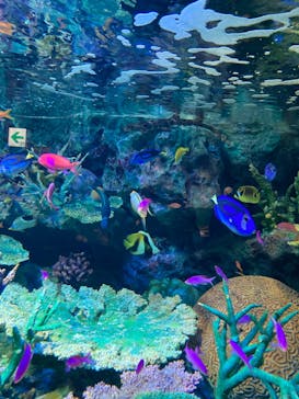 サンシャイン水族館に投稿された画像（2022/8/14）