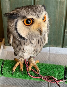 ふくろうマジックに投稿された画像（2022/8/14）