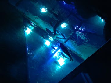 大分マリーンパレス水族館 「うみたまご」に投稿された画像（2022/8/14）