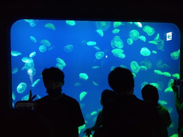 大分マリーンパレス水族館 「うみたまご」に投稿された画像（2022/8/14）