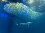 アクアワールド茨城県大洗水族館に投稿された画像（2022/8/14）