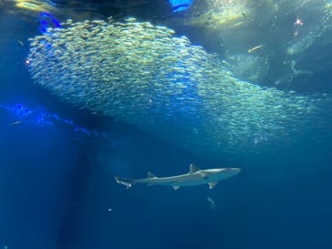 アクアワールド茨城県大洗水族館に投稿された画像（2022/8/14）