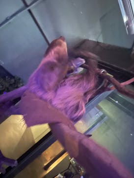 カワスイ 川崎⽔族館に投稿された画像（2022/8/14）