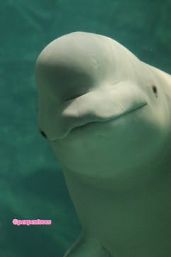 名古屋港水族館に投稿された画像（2022/8/14）