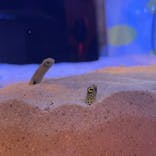 登別マリンパークニクスに投稿された画像（2022/8/14）