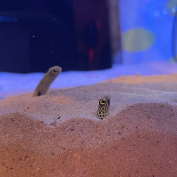 登別マリンパークニクスに投稿された画像（2022/8/14）