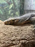 天王寺動物園に投稿された画像（2022/8/14）