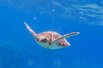 西表島 ADVENTURE PiPi（アドベンチャーピピ）に投稿された画像（2022/8/14）