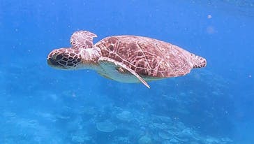 西表島 ADVENTURE PiPi（アドベンチャーピピ）に投稿された画像（2022/8/14）