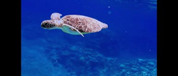 西表島 ADVENTURE PiPi（アドベンチャーピピ）に投稿された画像（2022/8/14）