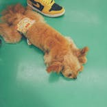 つくばわんわんランドに投稿された画像（2022/8/14）