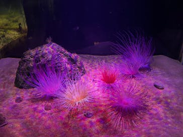 伊豆・三津シーパラダイスに投稿された画像（2022/8/14）