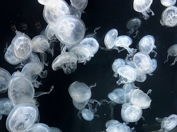 伊豆・三津シーパラダイスに投稿された画像（2022/8/14）