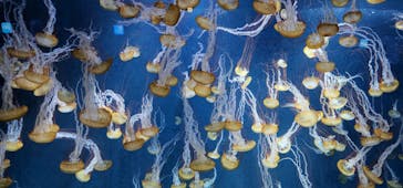 新江ノ島水族館に投稿された画像（2022/8/14）