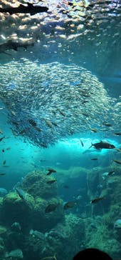 新江ノ島水族館に投稿された画像（2022/8/14）