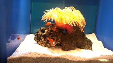 島根県立 しまね海洋館に投稿された画像（2022/8/14）