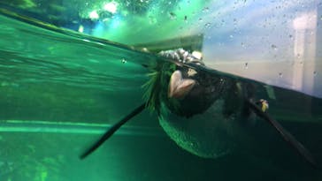 島根県立 しまね海洋館に投稿された画像（2022/8/14）