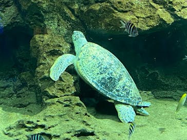 名古屋港水族館に投稿された画像（2022/8/14）