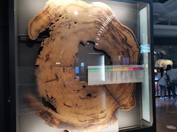 国立科学博物館に投稿された画像（2022/8/14）