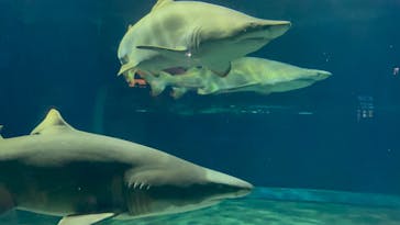 アクアワールド茨城県大洗水族館に投稿された画像（2022/8/14）