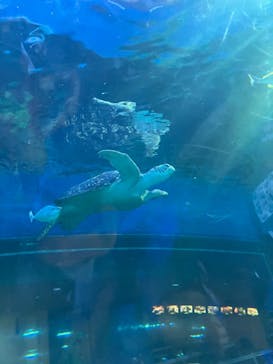 しながわ水族館に投稿された画像（2022/8/14）