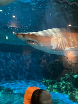 しながわ水族館に投稿された画像（2022/8/14）