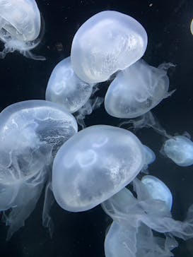 伊豆・三津シーパラダイスに投稿された画像（2022/8/14）