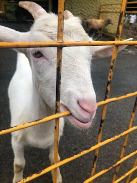 伊豆アニマルキングダムに投稿された画像（2022/8/14）