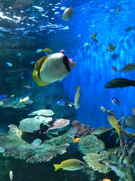 しながわ水族館に投稿された画像（2022/8/14）