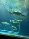 アクアワールド茨城県大洗水族館に投稿された画像（2022/8/14）