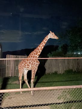 群馬サファリパークに投稿された画像（2022/8/14）