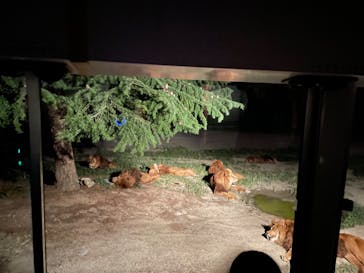 群馬サファリパークに投稿された画像（2022/8/14）