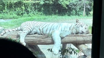 群馬サファリパークに投稿された画像（2022/8/14）