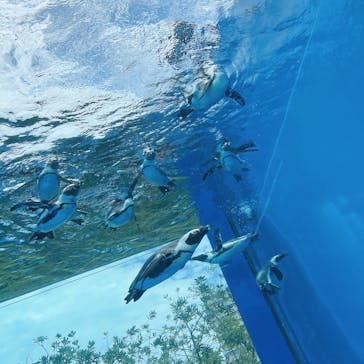 サンシャイン水族館に投稿された画像（2022/8/14）