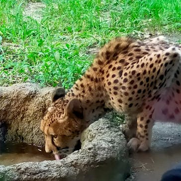 よこはま動物園ズーラシアに投稿された画像（2022/8/14）