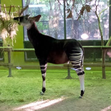 よこはま動物園ズーラシアに投稿された画像（2022/8/14）