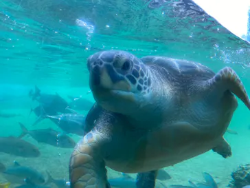 横浜・八景島シーパラダイスに投稿された画像（2022/8/14）
