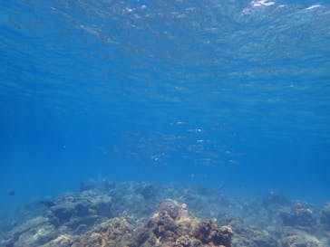 屋久島自然案内に投稿された画像（2022/8/14）