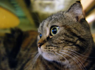 猫カフェモカ　新宿店に投稿された画像（2022/8/15）