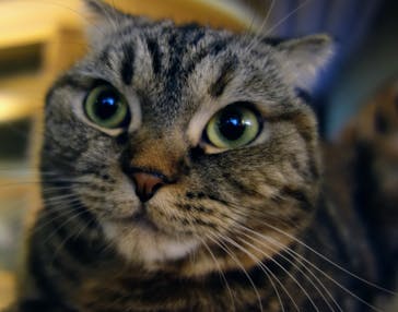 猫カフェモカ　新宿店に投稿された画像（2022/8/15）