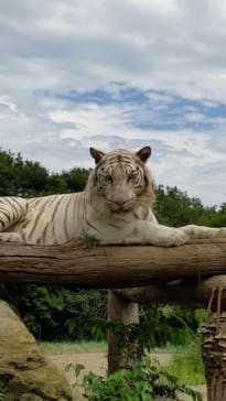 群馬サファリパークに投稿された画像（2022/8/15）