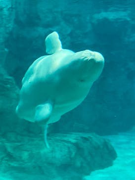 名古屋港水族館に投稿された画像（2022/8/15）