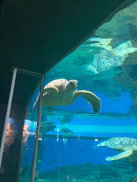 名古屋港水族館に投稿された画像（2022/8/15）