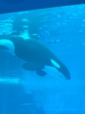 名古屋港水族館に投稿された画像（2022/8/15）