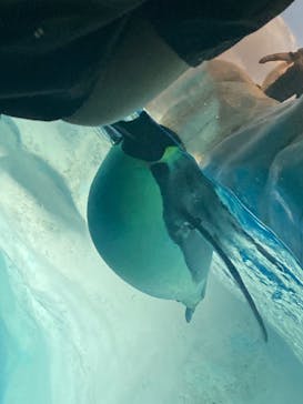 名古屋港水族館に投稿された画像（2022/8/15）